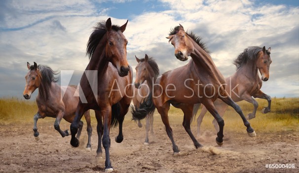 Picture of herd of horses